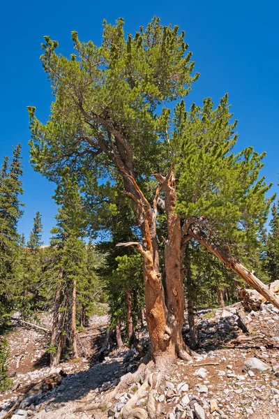 Bristlecone Pine Přežívá Vysokohorském Svahu Národním Parku Great Basin Nevadě — Stock fotografie