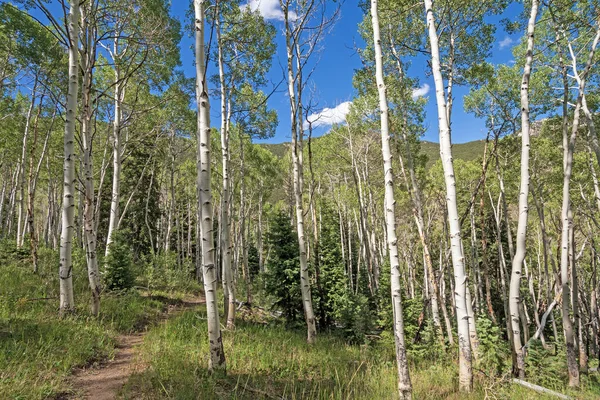 Mountain Trail Genom Lund Asspen Great Basin National Park Nevada — Stockfoto