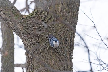 Wisconsin 'deki Trempealeau Ulusal Yaban Hayatı Sığınağı' ndaki Ağaçta Bir Beyaz Göğüs Deliği