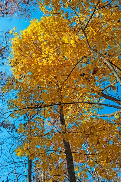Желтые Листья Прорываются Через Лес Заповеднике Крабтри Иллинойсе — стоковое фото