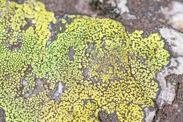 Yellow Crustose Lichen Growing Rock Nopiming Provincial Park Manitoba — Stock Photo, Image