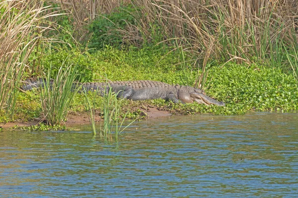 Ein Amerikanischer Alligator Ruht Einem Sumpfigen Ufer Brazos Bend State — Stockfoto