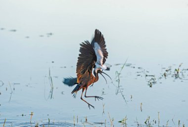 Botswana 'daki Chobe Ulusal Parkı' nda Birbirine uçan iki kuş.