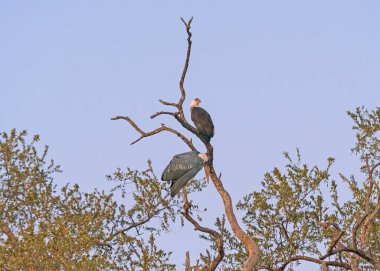 Bir Afrika balık kartalı ve Marabou leyleği Botsvana 'daki Chobe Ulusal Parkı' nda Sabah Ağacında