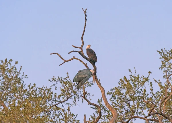 Aigle Poisson Africain Une Cigogne Marabou Dans Arbre Matin Dans — Photo