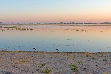 Botswana 'daki Chobe Ulusal Parkı' ndaki Wetland Gölü 'nde Sabah Sükuneti