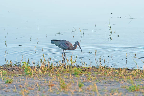 博茨瓦纳Chobe Naitonal公园湿地海岸的光滑Ibis喂养 — 图库照片