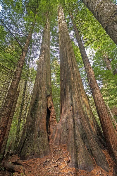 Pokroucené Kořeny Starodávná Kůra Pobřežních Sekvojích Národním Parku Red Woods — Stock fotografie