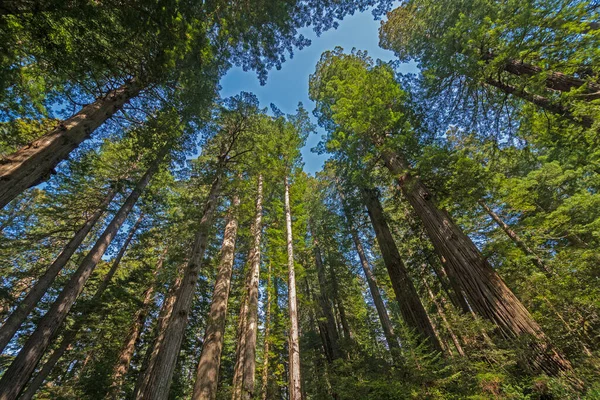 Gigantes Forestales Avecinan Por Todas Partes Parque Nacional Redwood California — Foto de Stock