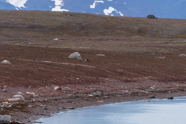 Volpe Artica Che Vaga Tundra Colori Estivi — Foto Stock