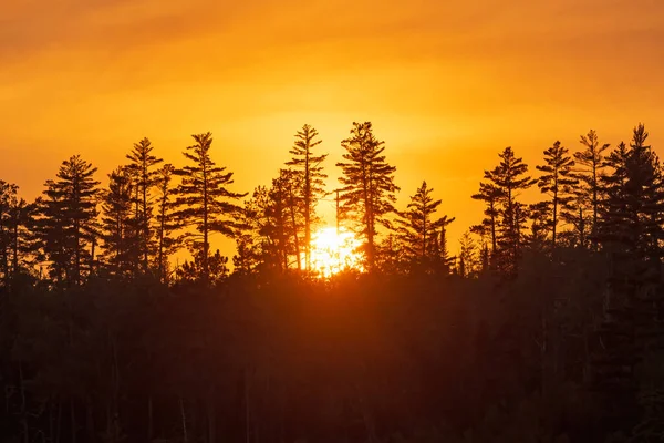 Sun Setting Silhouetted Boines Trees Knife Lake Boundary Waters Canoe — Stock fotografie