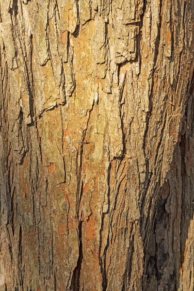 Detalhes Líquen Casca Uma Árvore Velha Midewin National Tallgrass Prairie — Fotografia de Stock