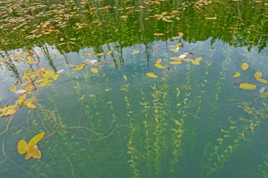 Manitoba 'daki Duck Mountain İl Parkı' nda Batı Blue Gölü 'nde Sakin Göl' de Acil Bitkiler