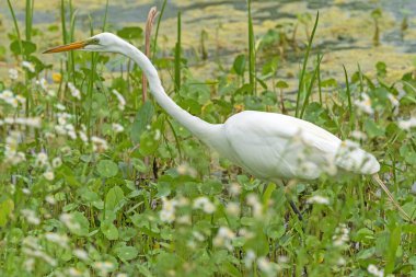 Texas 'taki Brazos Bend Eyalet Parkı' nda Büyük Akbalıkçıl devriyesi.