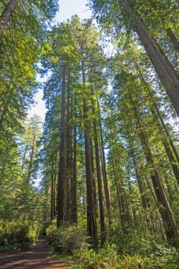 Kaliforniya 'daki Redwood Ulusal Parkı' nda Orman Devleri Arasında Serene Yolu