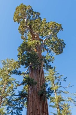 Kaliforniya 'daki Kings Canyon Ulusal Parkı' ndaki General Grant Tree 'deki Dev Sequoia Ağacı' nın Üst Ağaç Detayları