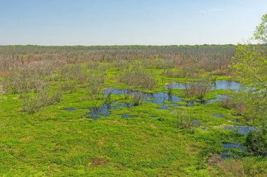 Baharın başlarında Texas Wetland Panoraması Brazos Bend Eyalet Parkı 'nda