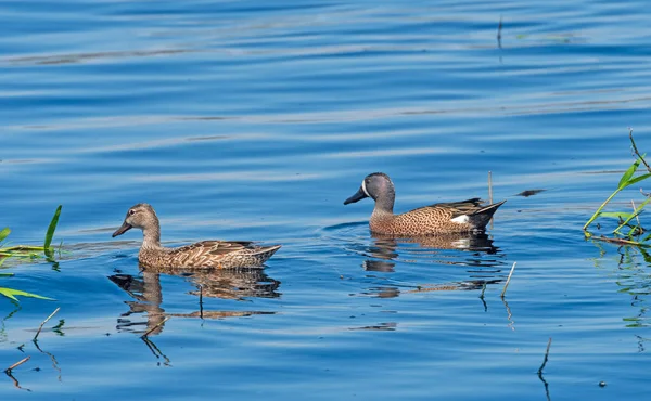 Pair Blue Winged Teal Wetland Pond Brazos Bend State Park — Stock Photo, Image