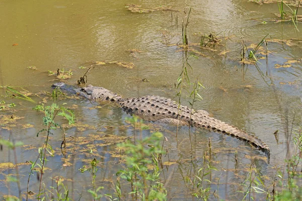 Аллигатор Плавающий Бау Парке Штата Бразос Бенд Техасе — стоковое фото