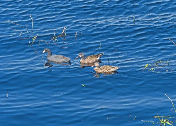 Кут Два Блакитних Крилатих Чаї Плавають Разом Державному Парку Бразза — стокове фото