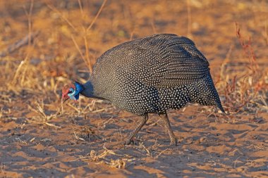 Kasklı Gine Baykuşu Botswana 'daki Chobe Ulusal Parkı' nda yiyecek arıyor.
