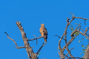 Tawny Eagle Botswana 'daki Chobe Ulusal Parkı' ndaki Ölü Bir Ağaçta İzliyor