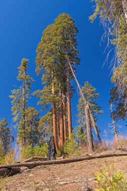Kaliforniya 'daki Kings Canyon Ulusal Parkı' ndaki Arid Hill 'de küçük bir Sequoias yığını.