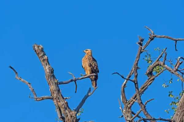 Национальном Парке Чобе Ботсване Таскают Мертвого Орла — стоковое фото