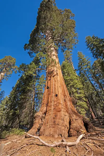 Masywna Baza Masywnej Sequoii Parku Narodowym Kings Canyon Kalifornii — Zdjęcie stockowe