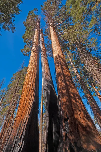 Fire Scarred Trunks on Survivor Sequoias in Kings Canyon National Park in California
