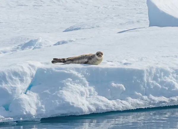Harp Seal Απολαμβάνοντας Τον Ήλιο Στην Pack Ice High Artic Εικόνα Αρχείου