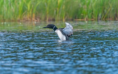 Manitoba 'daki Duck Mountain İl Parkı' ndaki Two Mile Gölü 'ndeki bir gölde sergilenen yaygın bir dalgıç kuşu.