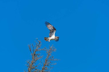 Manitoba 'daki Duck Mountain İl Parkı' nda güneşli bir günde Osprey uçuyor.