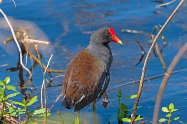 Brazsos Viraj Parkı 'ndaki bataklığın kenarında bulunan Gallinule.