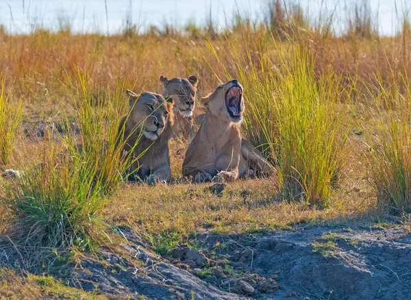 A Group of Lions Resting in the Veldt in Chobe National Park in Botswanna