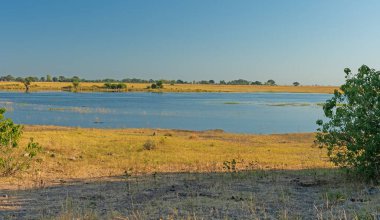 Botswanna 'daki Chobe Milli Parkı' ndaki Afrika Vadisi 'ndeki Bataklık Havuzu.
