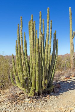 Arizona 'daki Organ Borusu Ulusal Anıtı' nda Organ Borusu Kaktüsü.