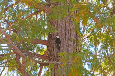 Kaliforniya 'daki Kings Canyon Ulusal Parkı' nda Ağaçtaki Beyaz Kafalı Ağaçkakan