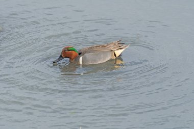 Teksas 'taki Port Aransas Kuş Merkezi' ndeki bir bataklıkta yeşil kanatlı bir Teal.