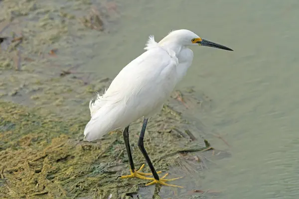 stock image A Snowy Egret in Wetland Pond in the Port Aransas Birding Center in Texas