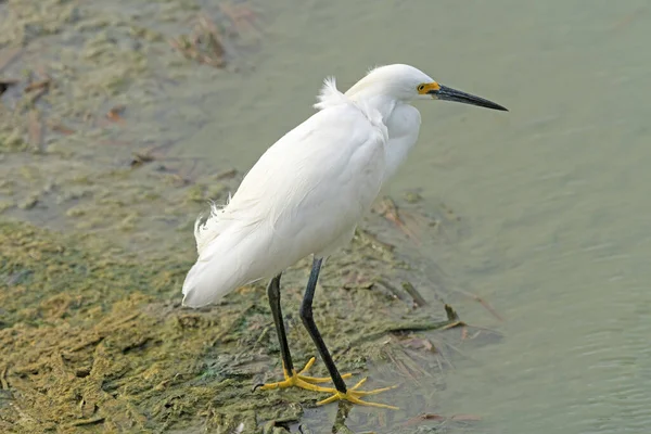 Snowy Egret Stawie Wetland Port Aransas Birding Center Teksasie Obraz Stockowy