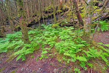 Kuzey Carolina 'daki Mount Mitchell Eyalet Parkı' nda orman zemininde yetişen yeşil eğrelti otları.