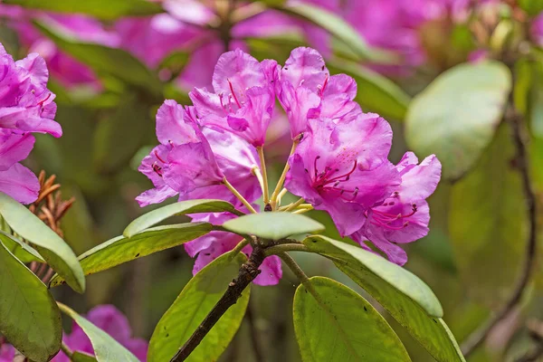 Rhodedendron Mountain Forest Mount Mitchell State Park North Carolina Royalty Free Stock Images