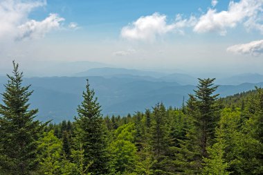 Kuzey Carolina 'daki Mitchell Dağı' ndan Verdant Ormanı 'nın Uzağındaki Sisli Dağlar
