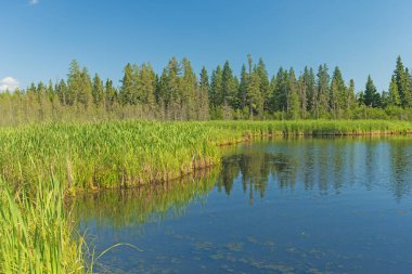 Manitoba 'daki Atlı Dağ Ulusal Parkı' ndaki Ominnick Bataklığı 'nda Yeşil Vejetasyon