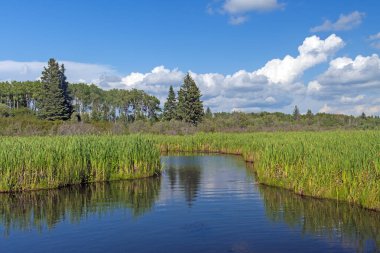 Manitoba 'daki Dağ Ulusal Parkı' nda Kuzey Ormanı Bataklığı 'nda Sessiz Kanal