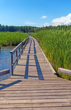 Boardwalk and Shadows in Summer Light in Riding Mountain National Park in Manitoba clipart
