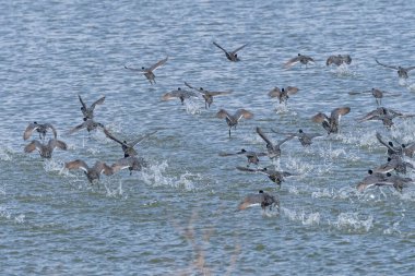 Illinois, Savanna yakınlarındaki Mississippi Nehri 'nden kalkan göçmen Amerikan Coots sürüsü.
