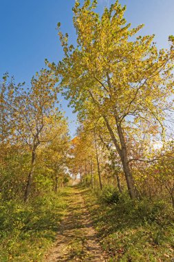 Sarı Birch Michigan Taras Point Eyalet Parkı 'nda Kırsal Patikada Yapıyor
