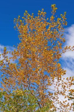 Michigan 'daki Taras Point Eyalet Parkı' nda Turuncu Yapraklar Mavi Gökyüzüne Karşı
